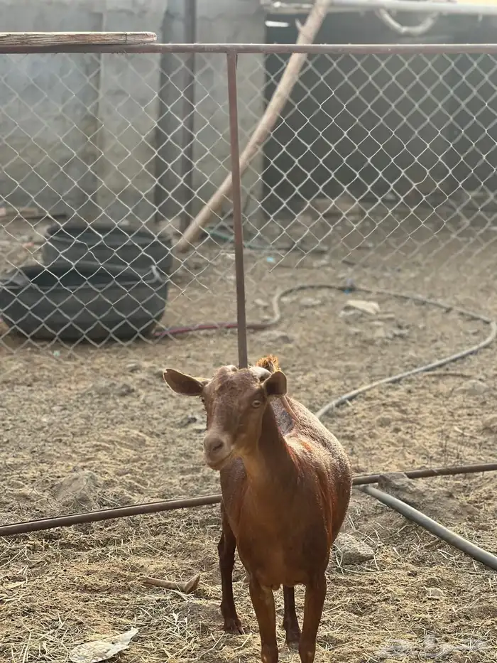 ماعز مراح واحد للبيع 42