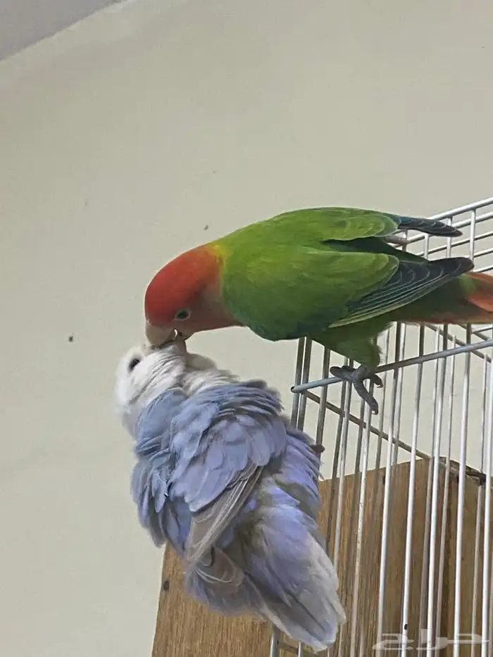 اعرض لكم زوج روز منتج شرط 0