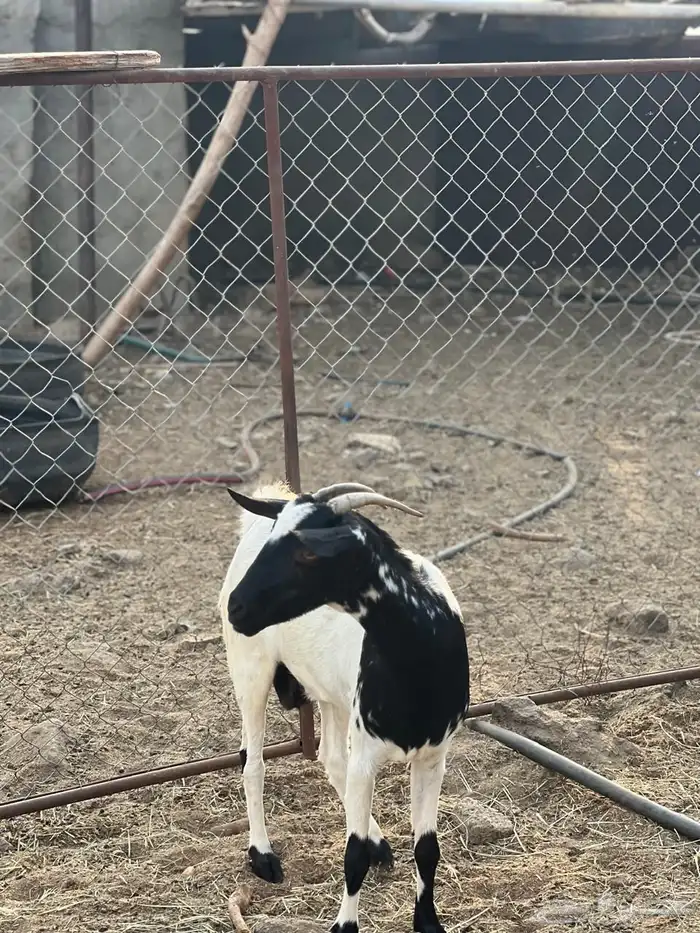 ماعز مراح واحد للبيع 18