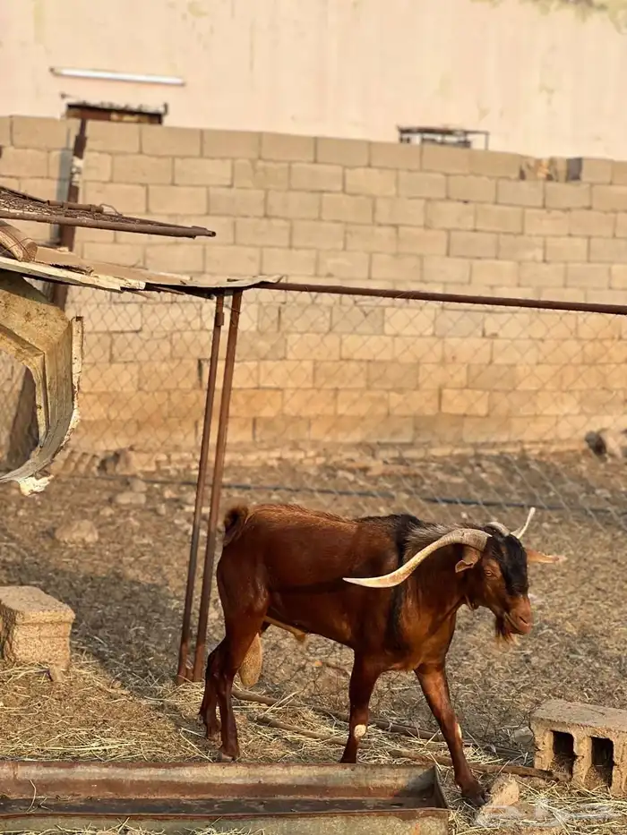ماعز مراح واحد للبيع 33
