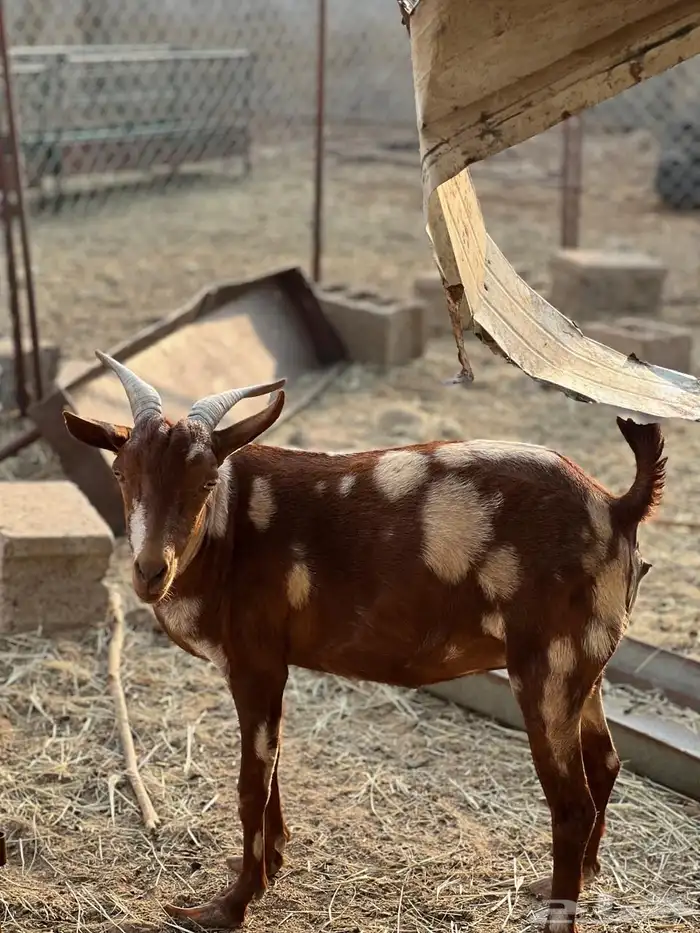 ماعز مراح واحد للبيع 50