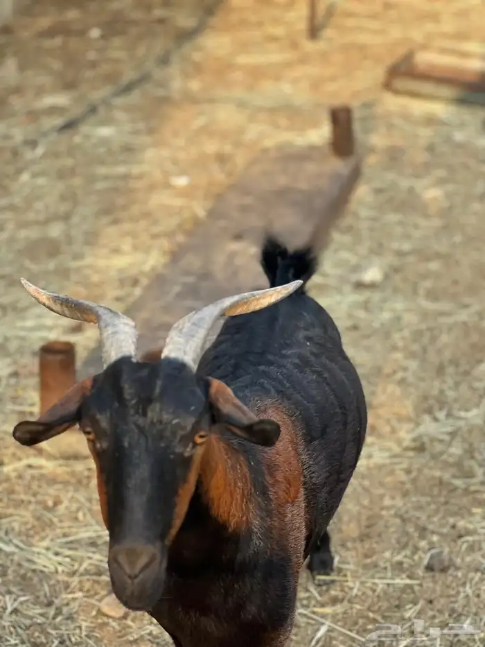 ماعز مراح واحد للبيع 40