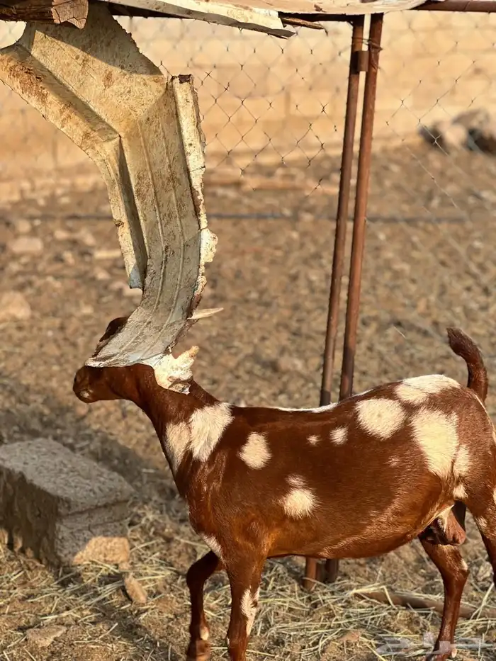 ماعز مراح واحد للبيع 49