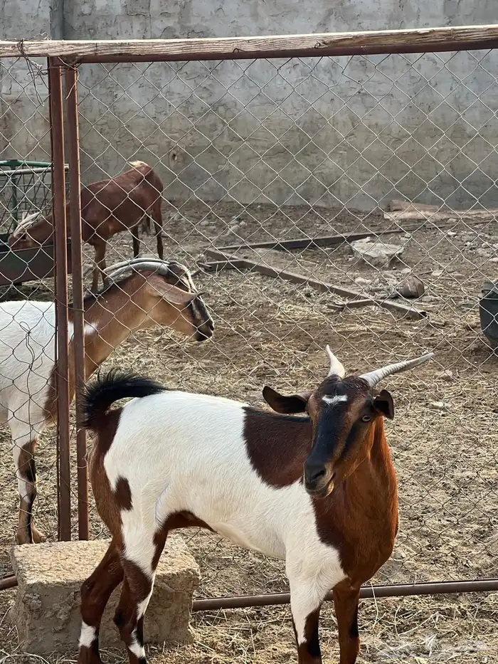 ماعز مراح واحد للبيع 16