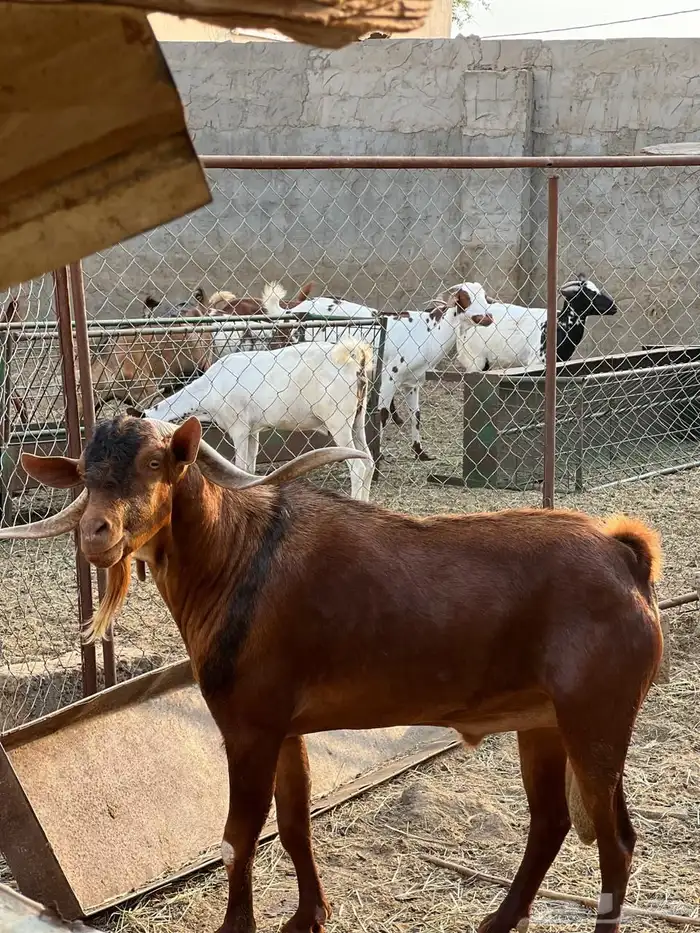 ماعز مراح واحد للبيع 29