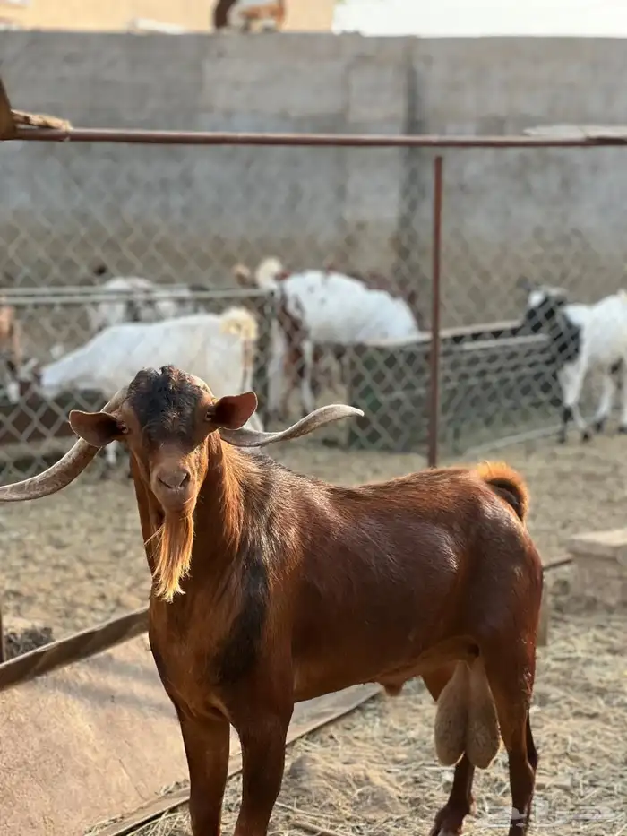 ماعز مراح واحد للبيع 31