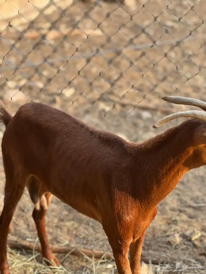 ماعز مراح واحد للبيع 47