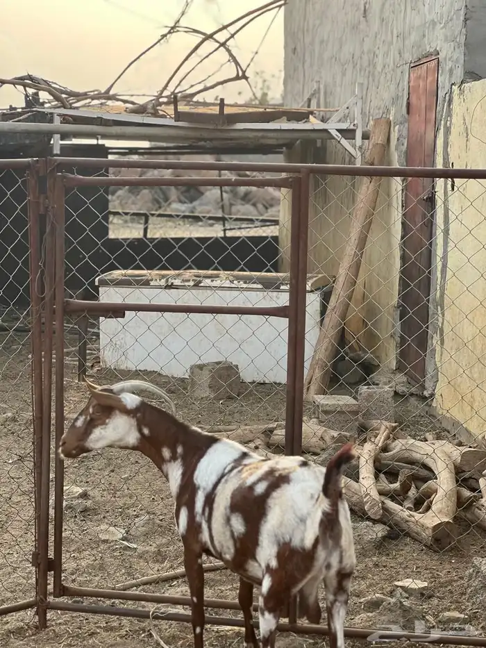 ماعز مراح واحد للبيع 26