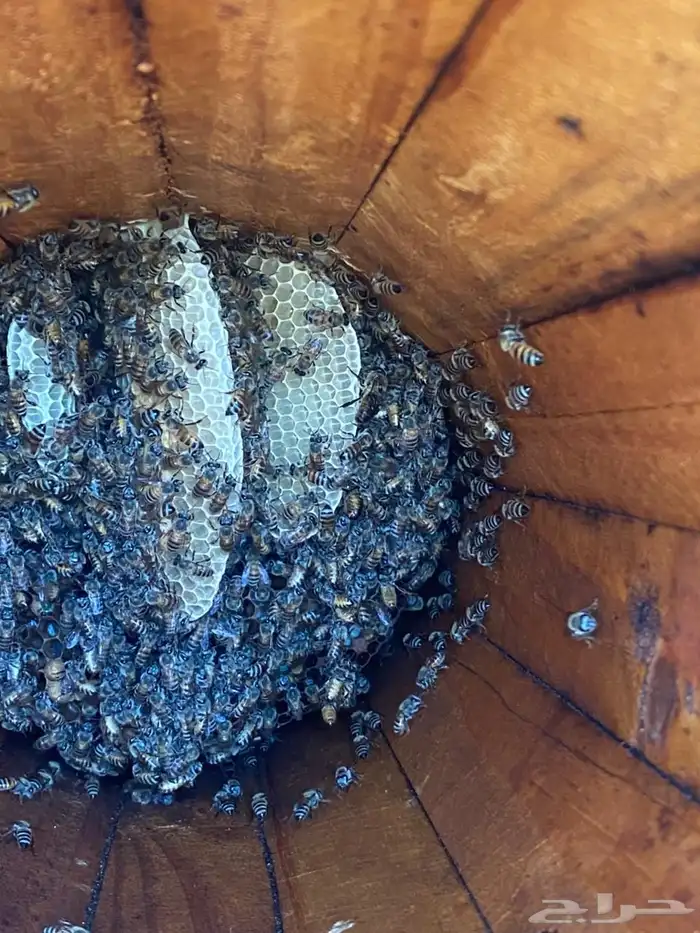 نحل بلدي للبيع 1