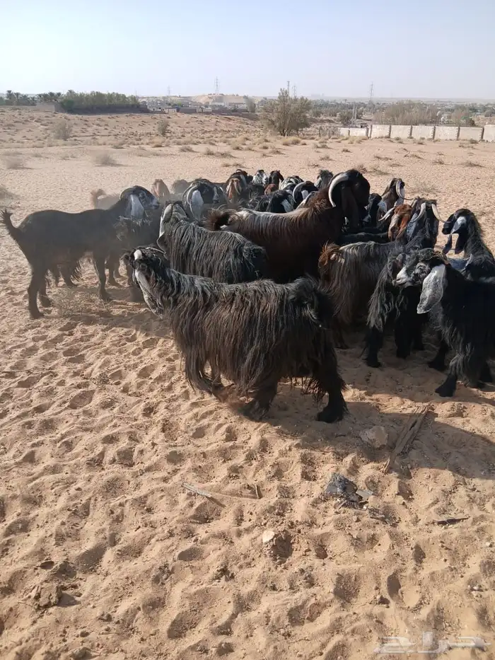 ماعز 3