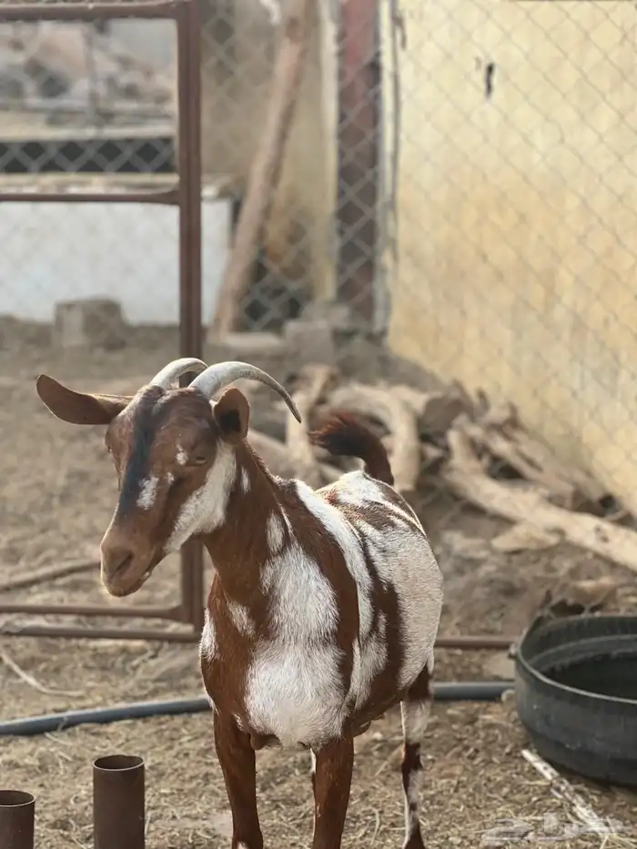 ماعز مراح واحد للبيع 28