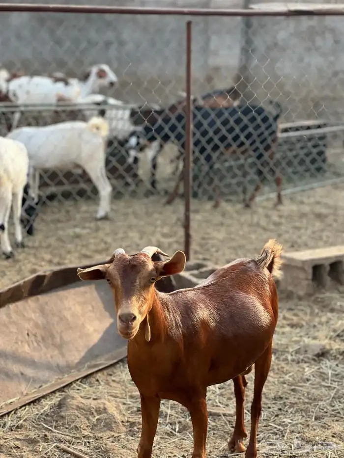 ماعز مراح واحد للبيع 23