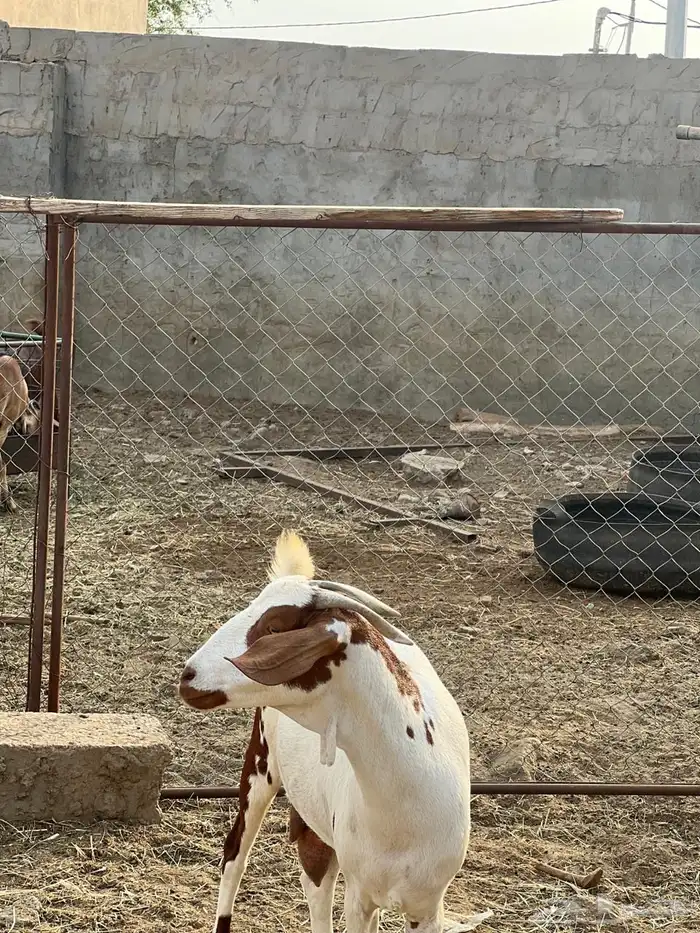 ماعز مراح واحد للبيع 5