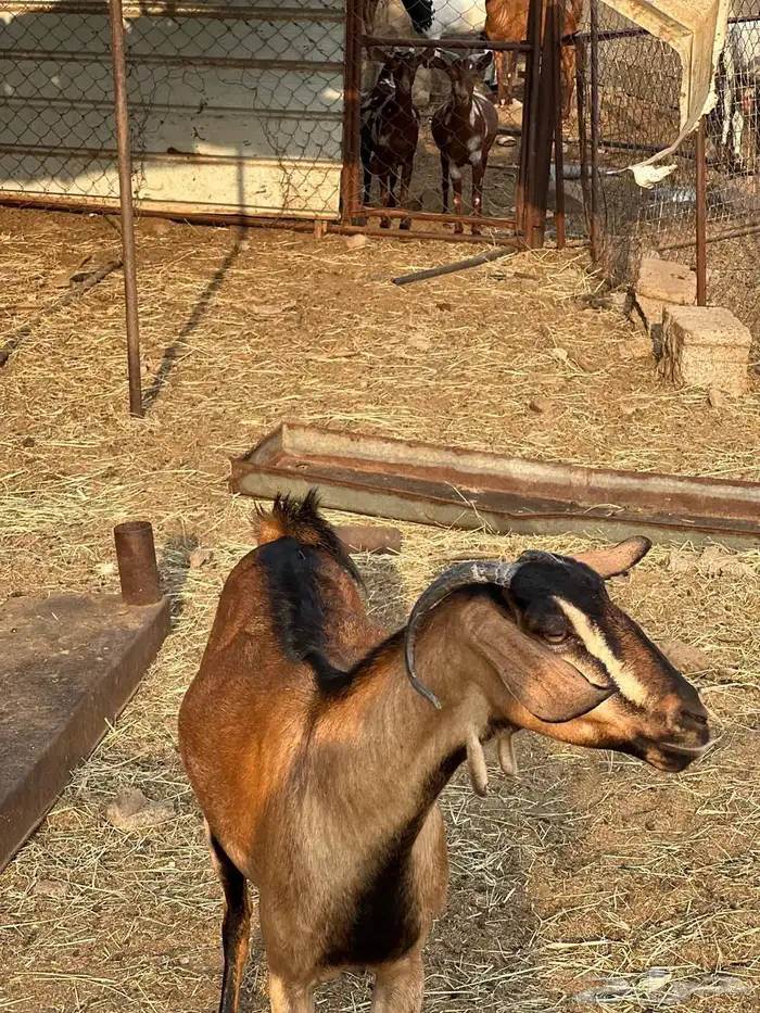 ماعز مراح واحد للبيع 51