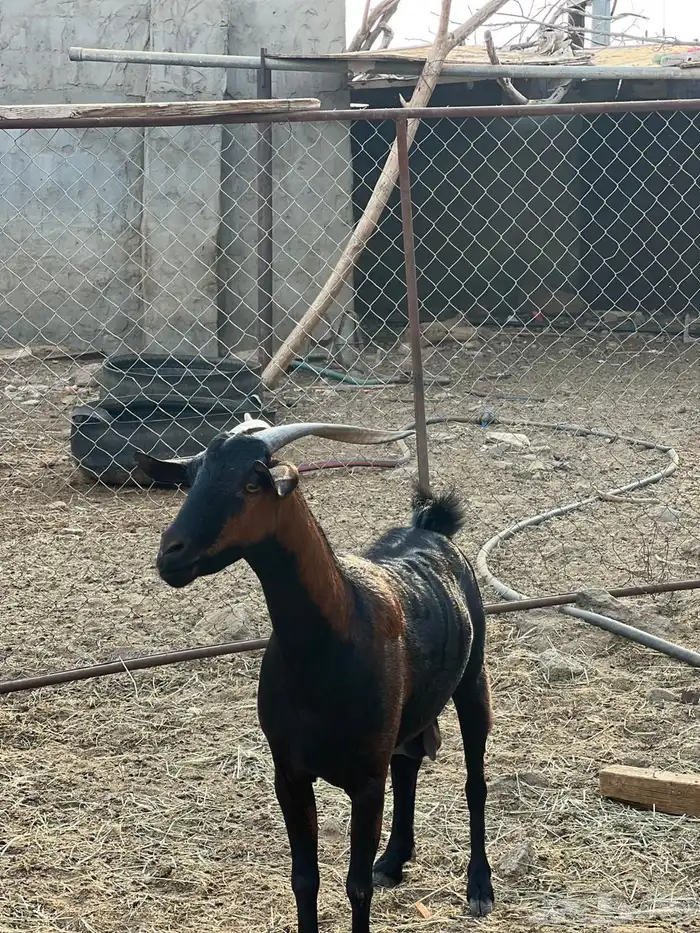 ماعز مراح واحد للبيع 37