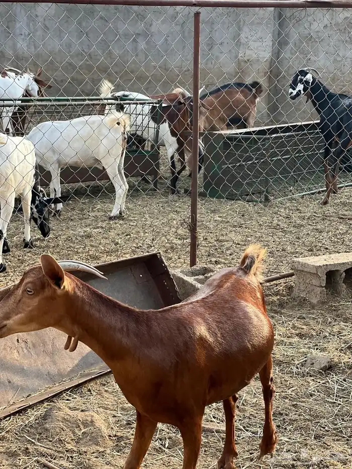 ماعز مراح واحد للبيع 22