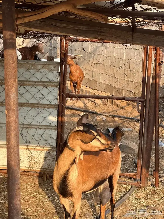 ماعز مراح واحد للبيع 52