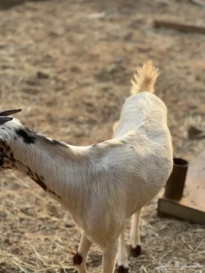 ماعز مراح واحد للبيع 12