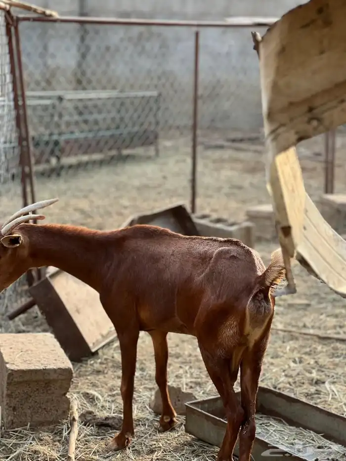 ماعز مراح واحد للبيع 46