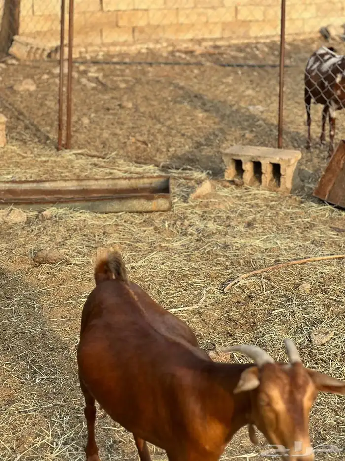 ماعز مراح واحد للبيع 25