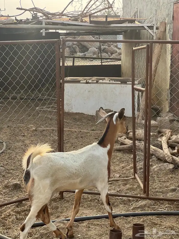 ماعز مراح واحد للبيع 0