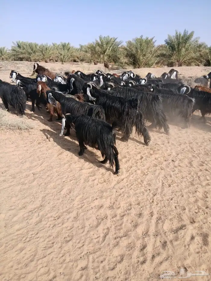 ماعز 4