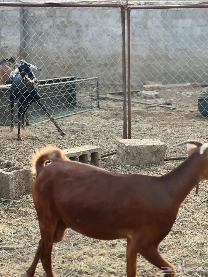 ماعز مراح واحد للبيع 24