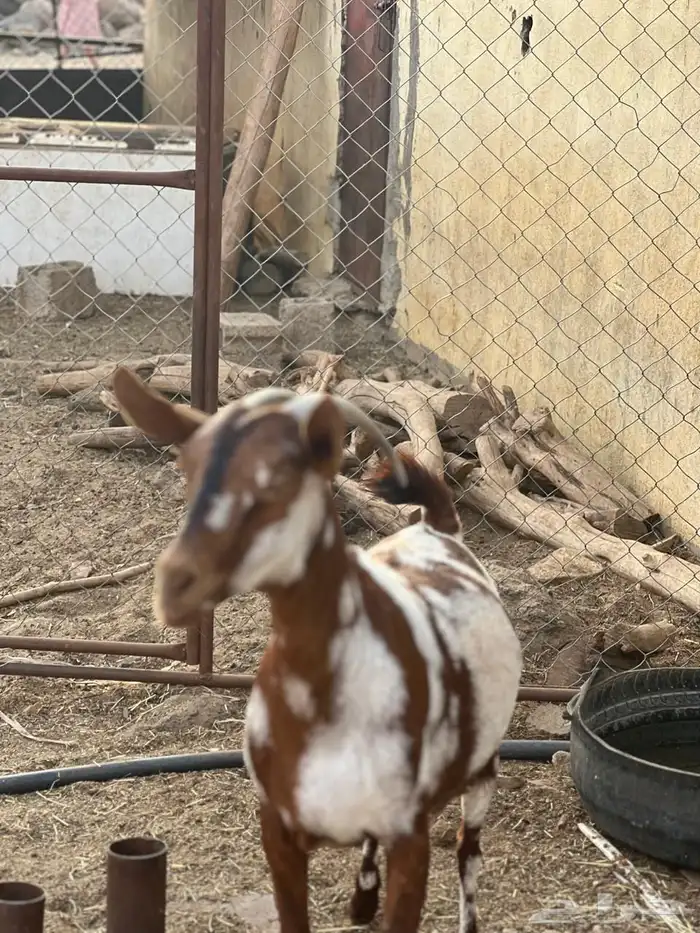 ماعز مراح واحد للبيع 27