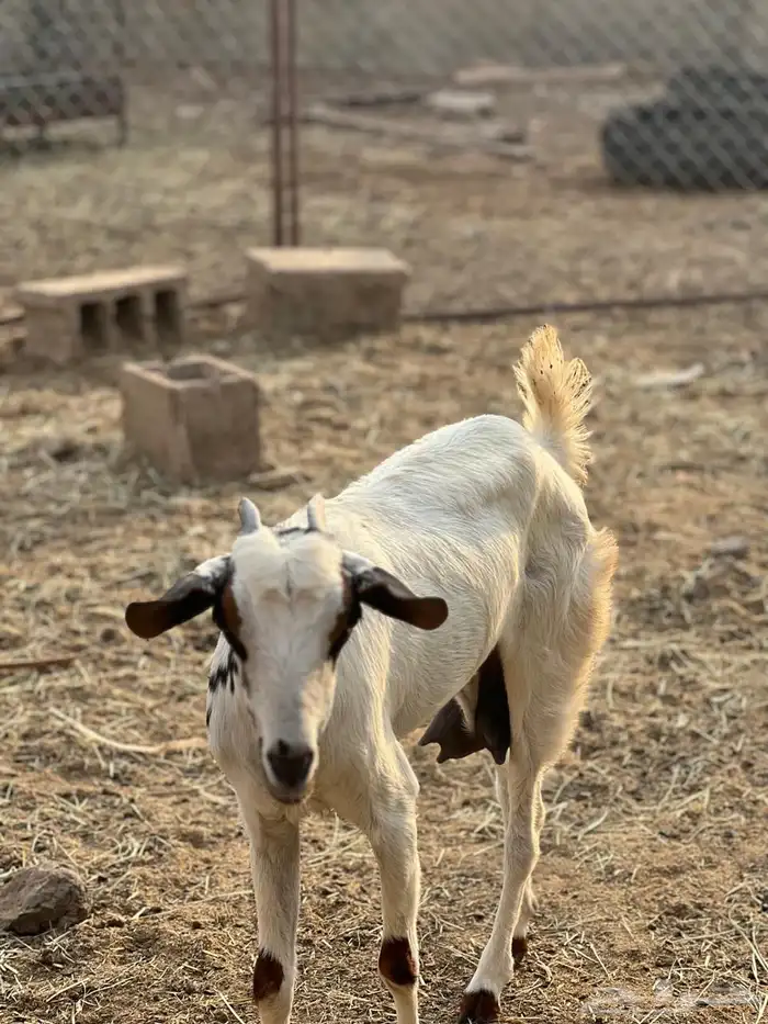 ماعز مراح واحد للبيع 14