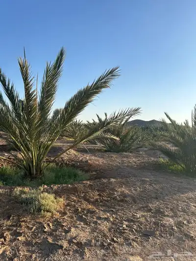 مزرعة للبيع ب شجوى index