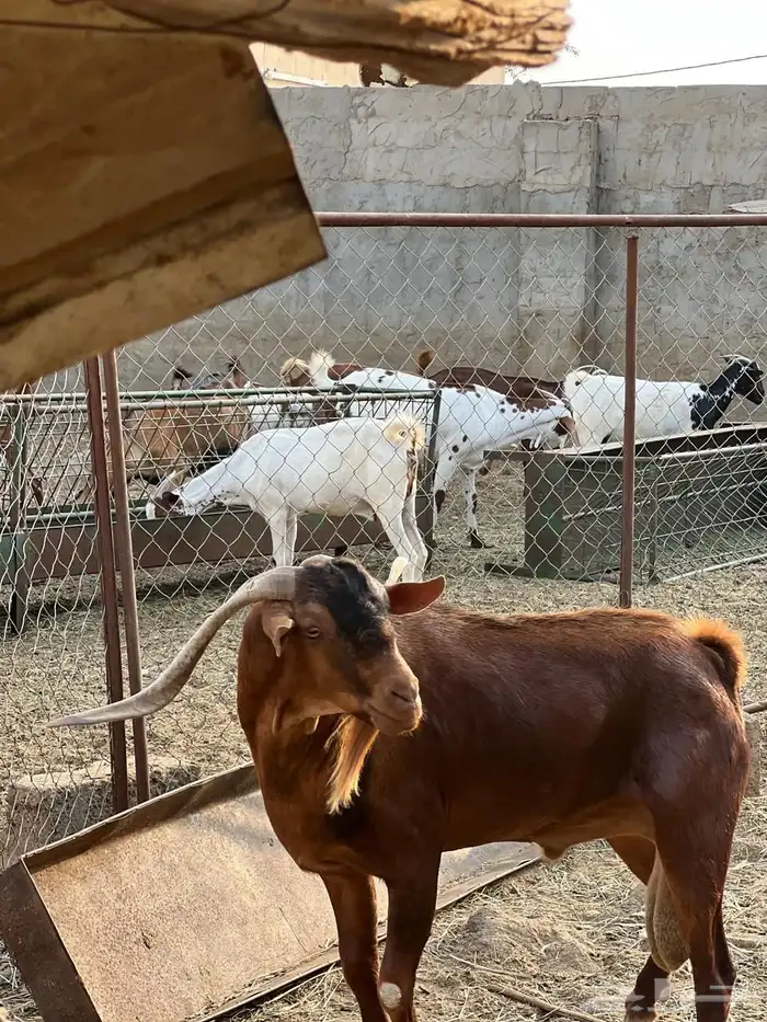 ماعز مراح واحد للبيع 30