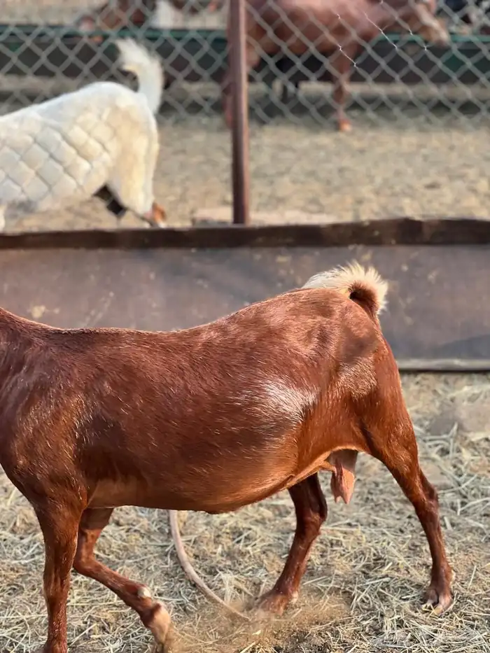 ماعز مراح واحد للبيع 36