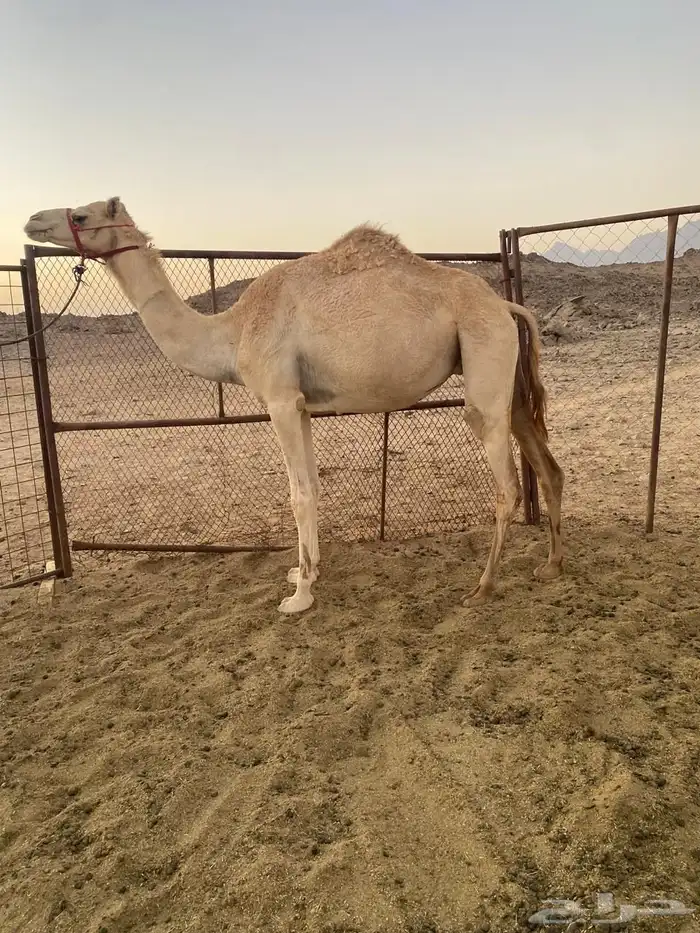 ناقه حره للبيع 0