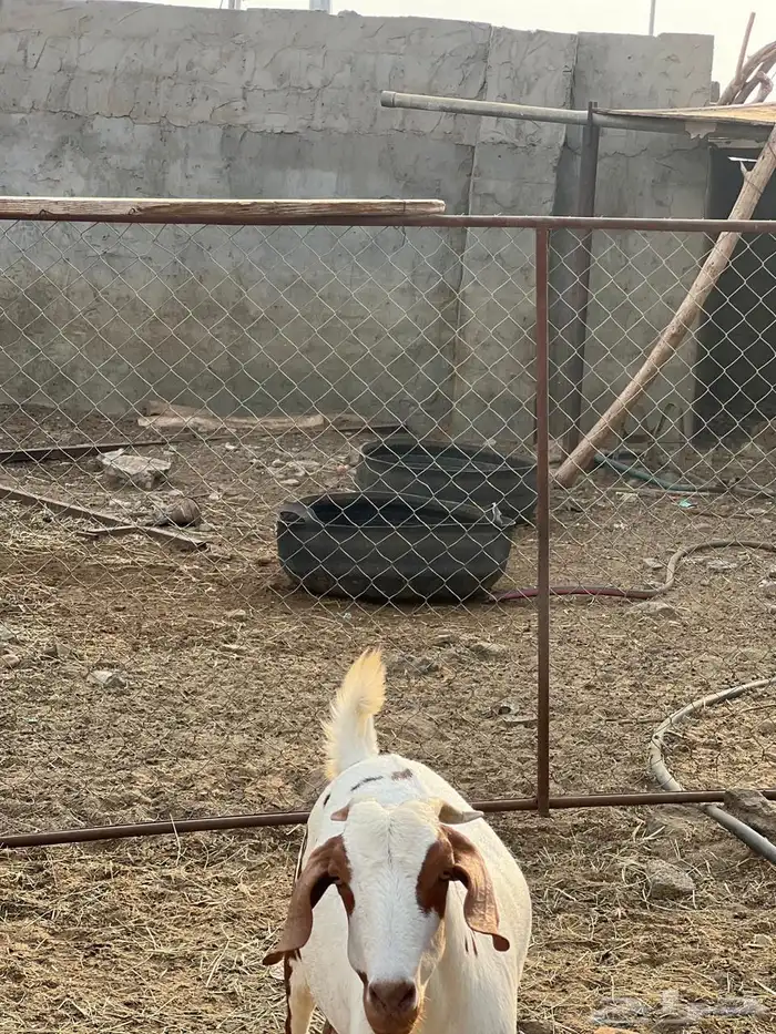 ماعز مراح واحد للبيع 4