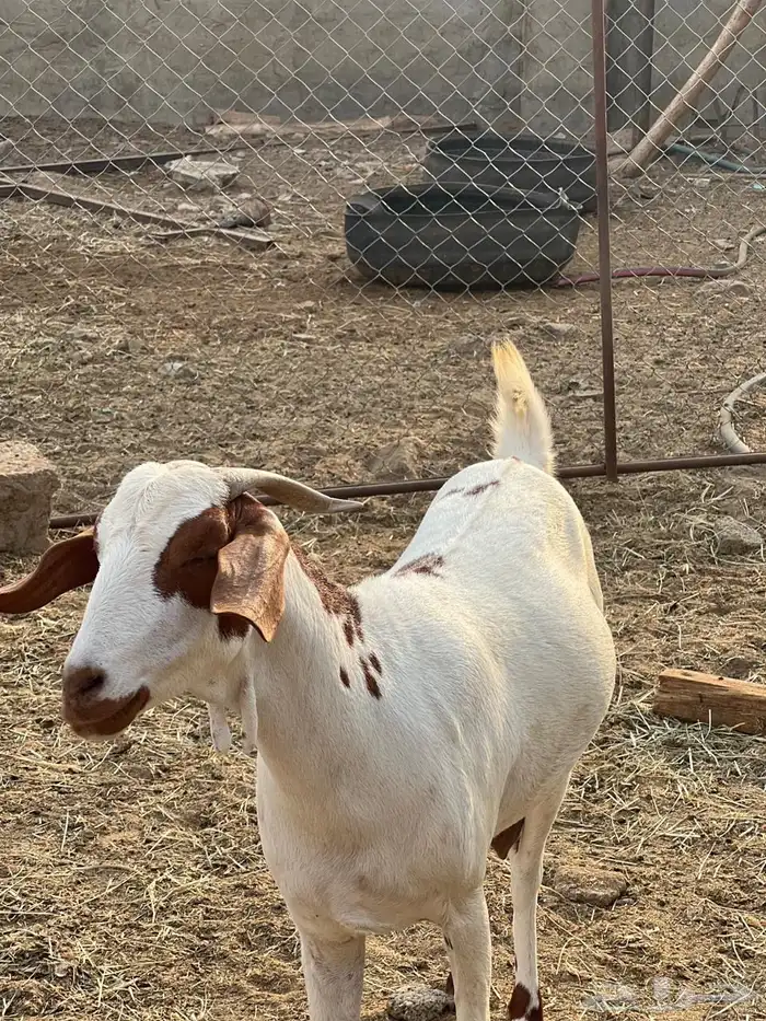 ماعز مراح واحد للبيع 3