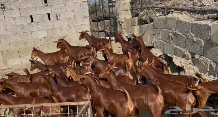 معزا دهم صنف الصنف ماشاء الله تم البيييع 4