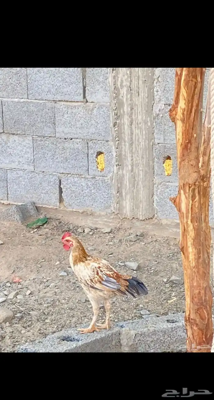 ديك حمد بكستاني 0