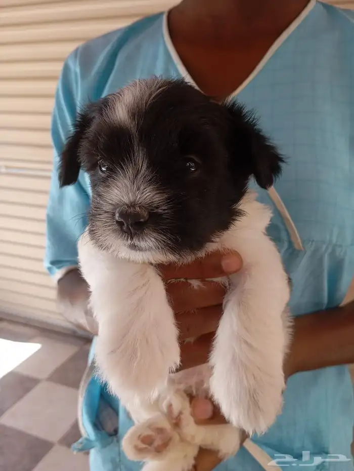 لدي 3 كلاب صغيرة فصيلة Morkie 0