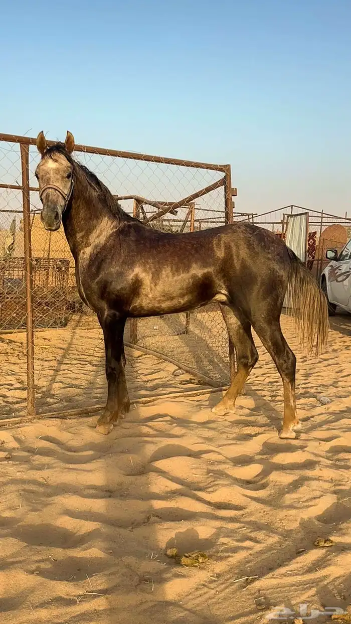 حصان شعبي 1