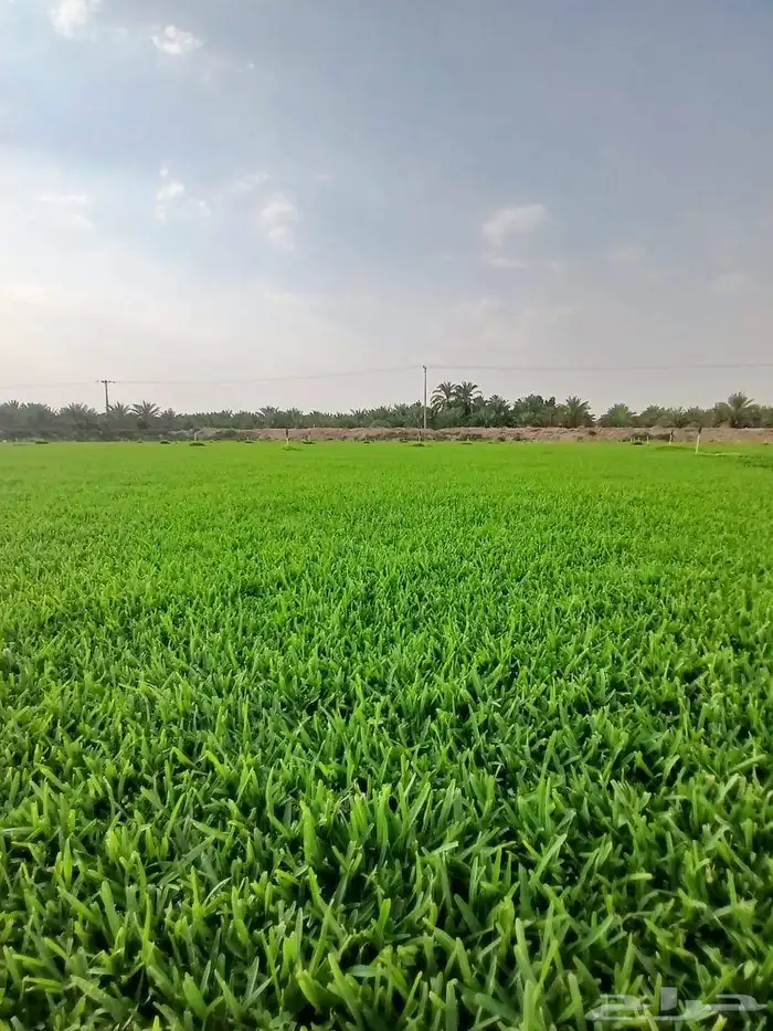 مشتل زراعي لتيل الطبيعي 8