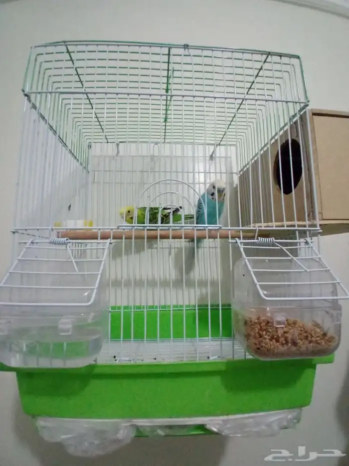 زوج بادجي استرالي. إنتاج تم البيع 0