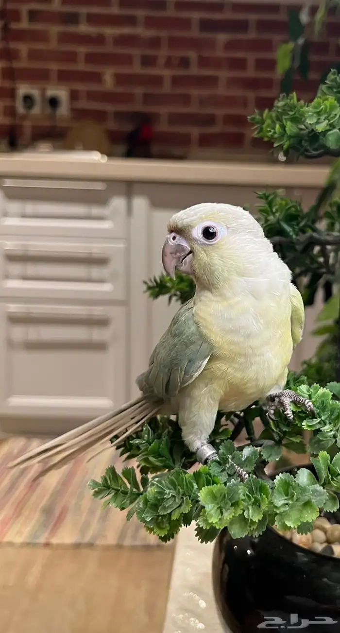 ببغاء كنيور هدد 4