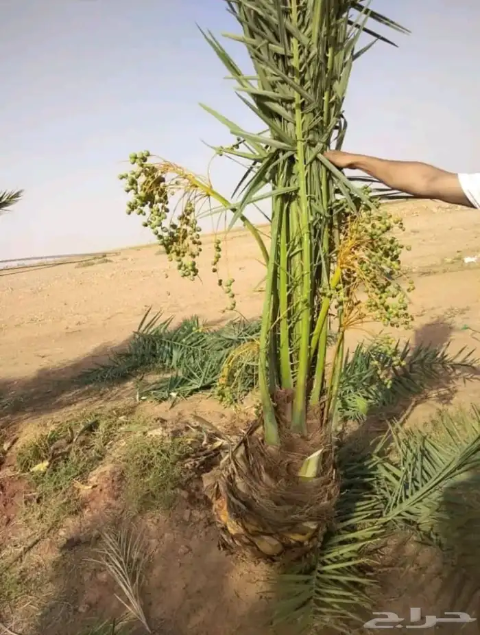 السلام عليكم ورحمه الله وبركاته عندنا جميع انواع النخيل 7