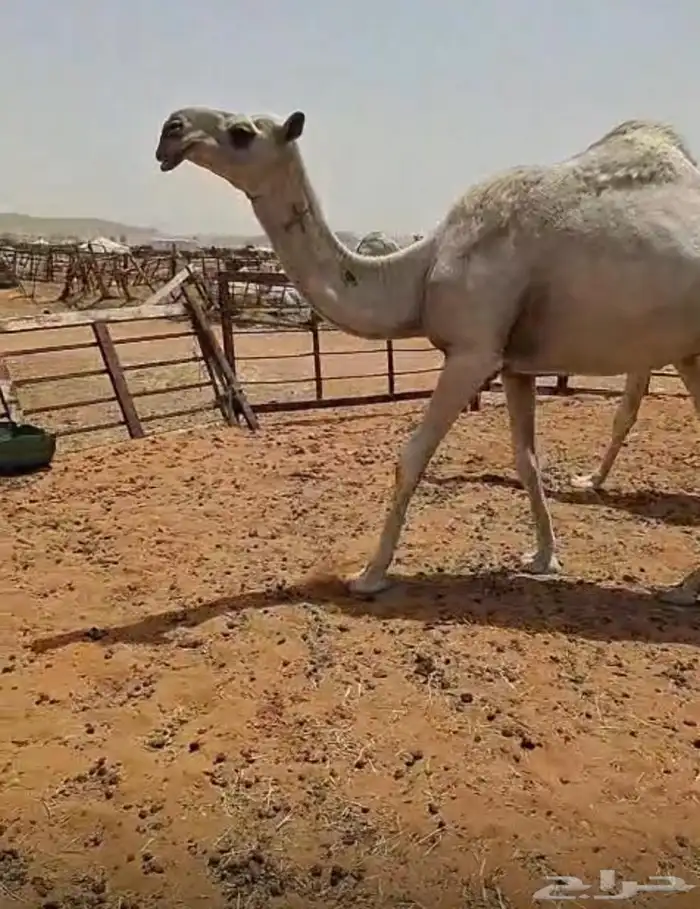 جذعه داره ثنيه ضروبه طيبه طيبه بالحيل 0