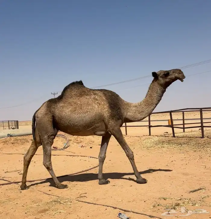 لقحه صفرا طيبه 2