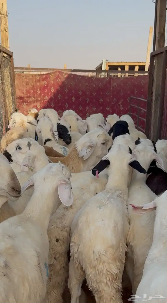 سواكن مرابي 1