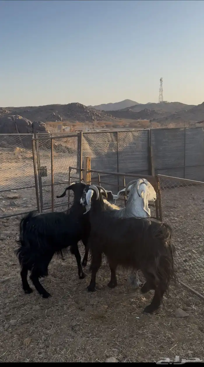 معزا((تم البيع)) 3