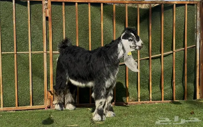 جذع معرف 3