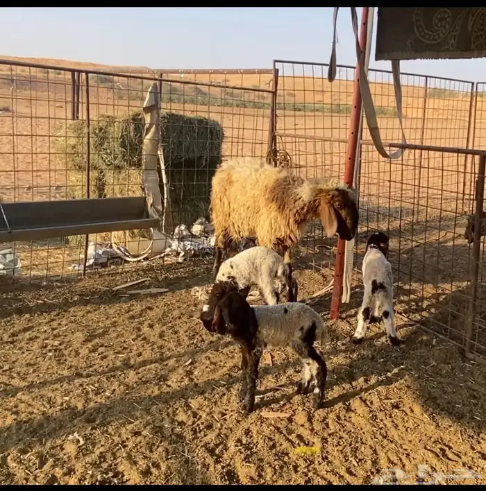 نعيميه معها 3 وجذعات مقاني 4 2