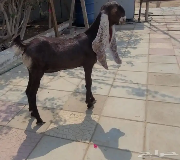 جفره حجازيه لون وجرم وتناسق 2